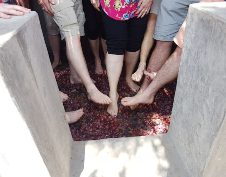 tourists crushing grapes by stepping barefoot on the grapes inside vats at 'Koutsoyannopoulos winery'